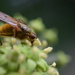 Yellow dung fly by dragey74