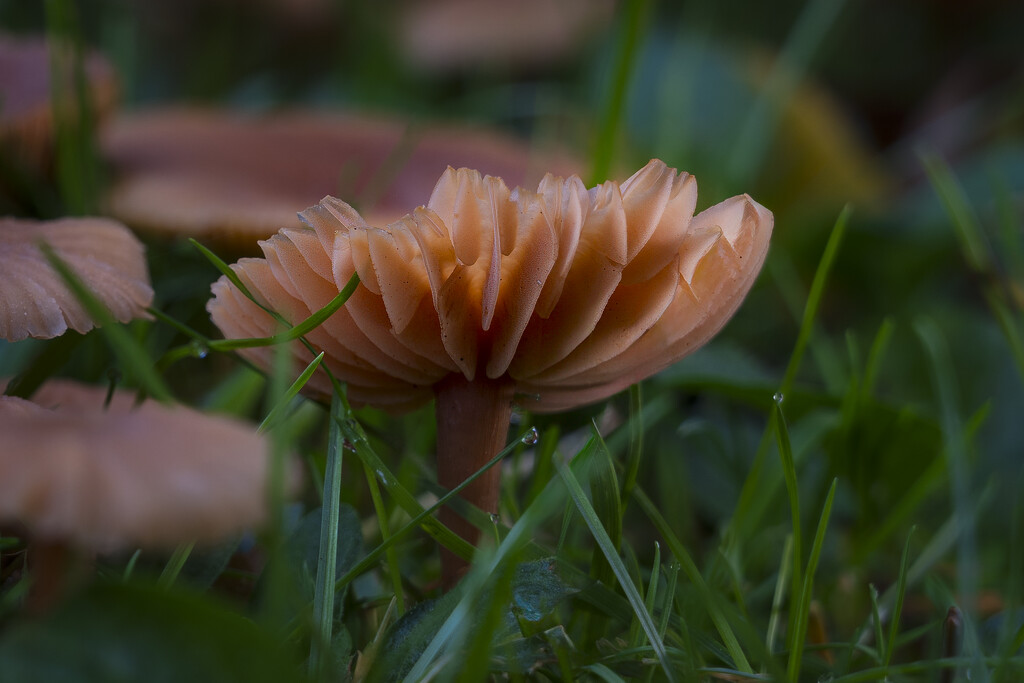 Mushrooms by cdcook48