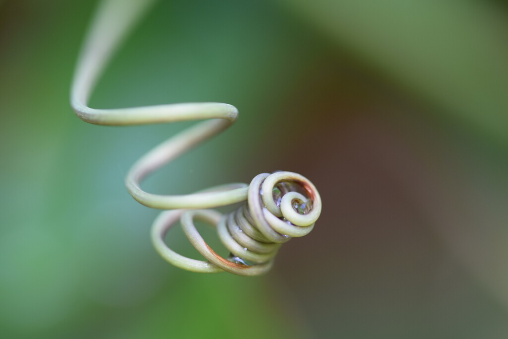 Curly tendril by dragey74