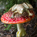 Toadstool by cdcook48