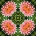 Flower kaleidoscope (animated)