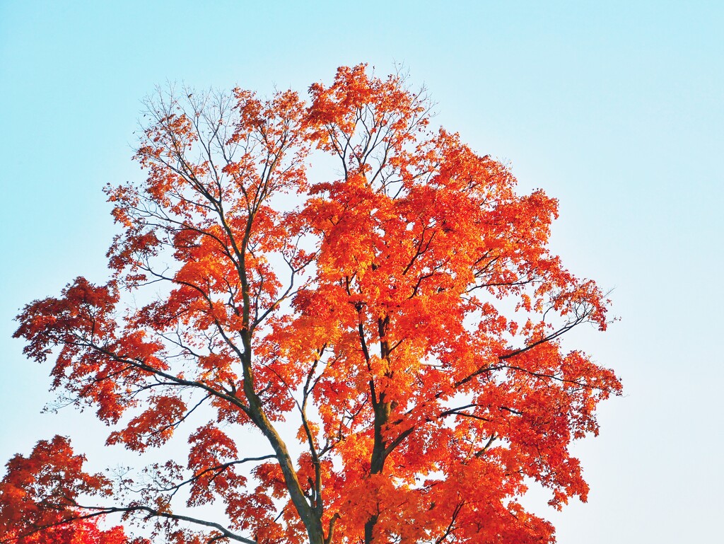 Sugar Maple in high key by ljmanning