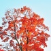 Sugar Maple in high key