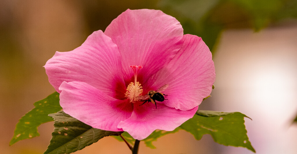 Pink Hibiscus and Bee! by rickster549