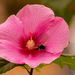 Pink Hibiscus and Bee!