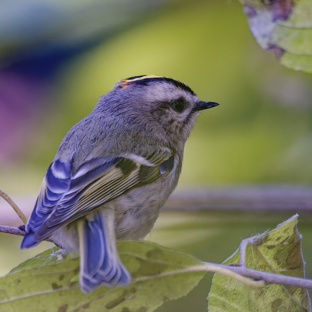 Golden-crowned kinglet by rminer