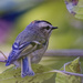 Golden-crowned kinglet