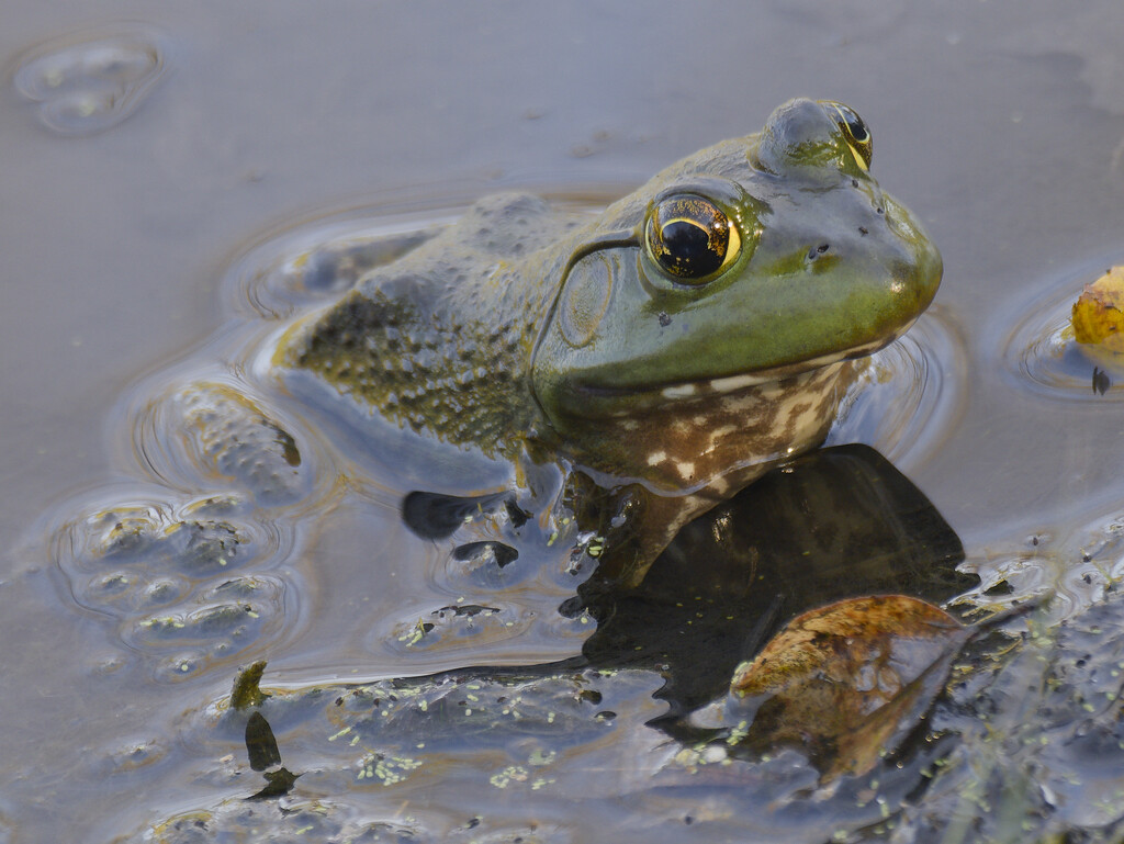 American bullfrog  by rminer