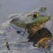 American bullfrog 