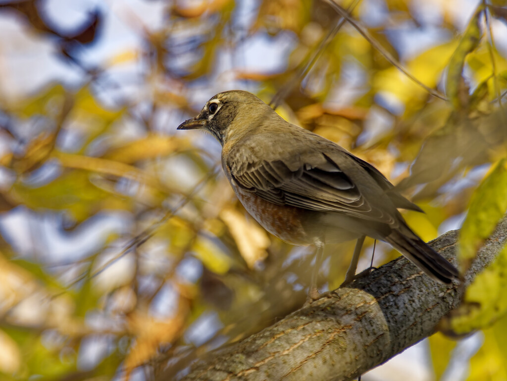 American robin  by rminer