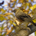 American robin 