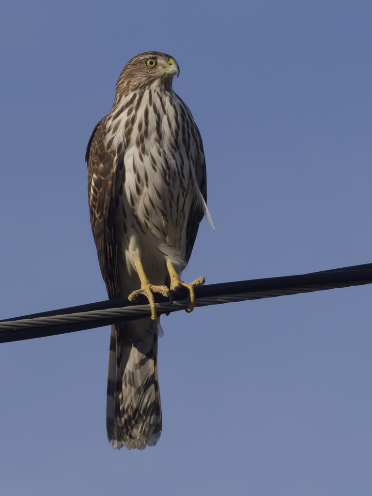 coopers hawk by rminer