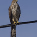 coopers hawk