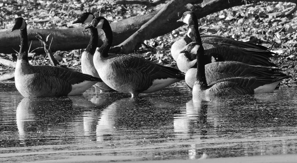 Canada geese tight  bw by rminer