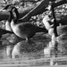 Canada geese tight  bw