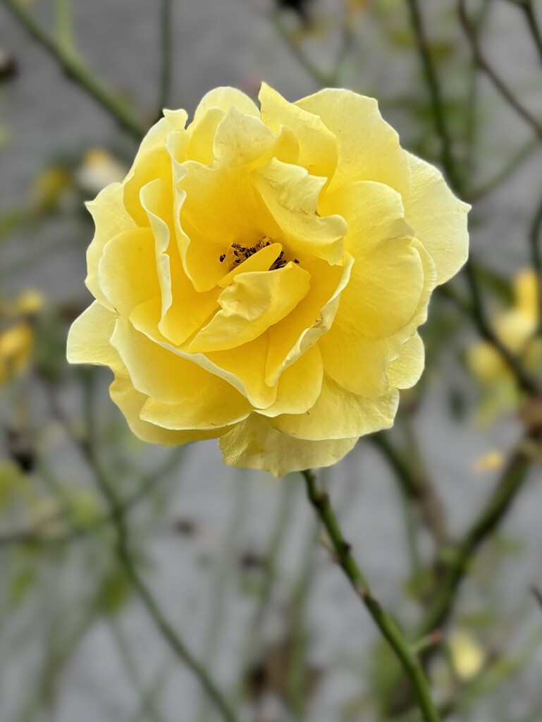 The sun came out yesterday yippee! the roses were happy. by beverley365