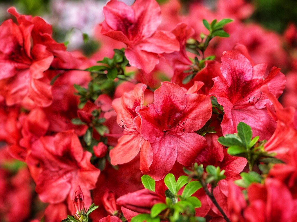 Azalea time in the garden! by pusspup