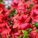 Azalea time in the garden!