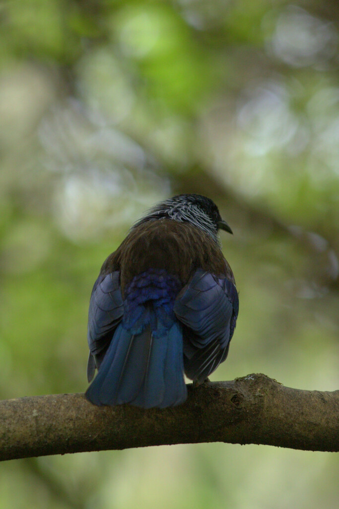 Tūī by dide