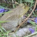 Jeramina the bull frog