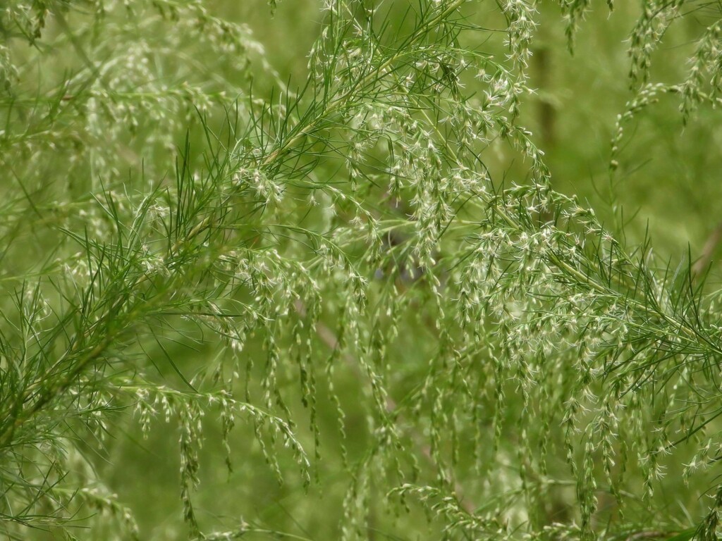 Tiny little white blooms... by marlboromaam