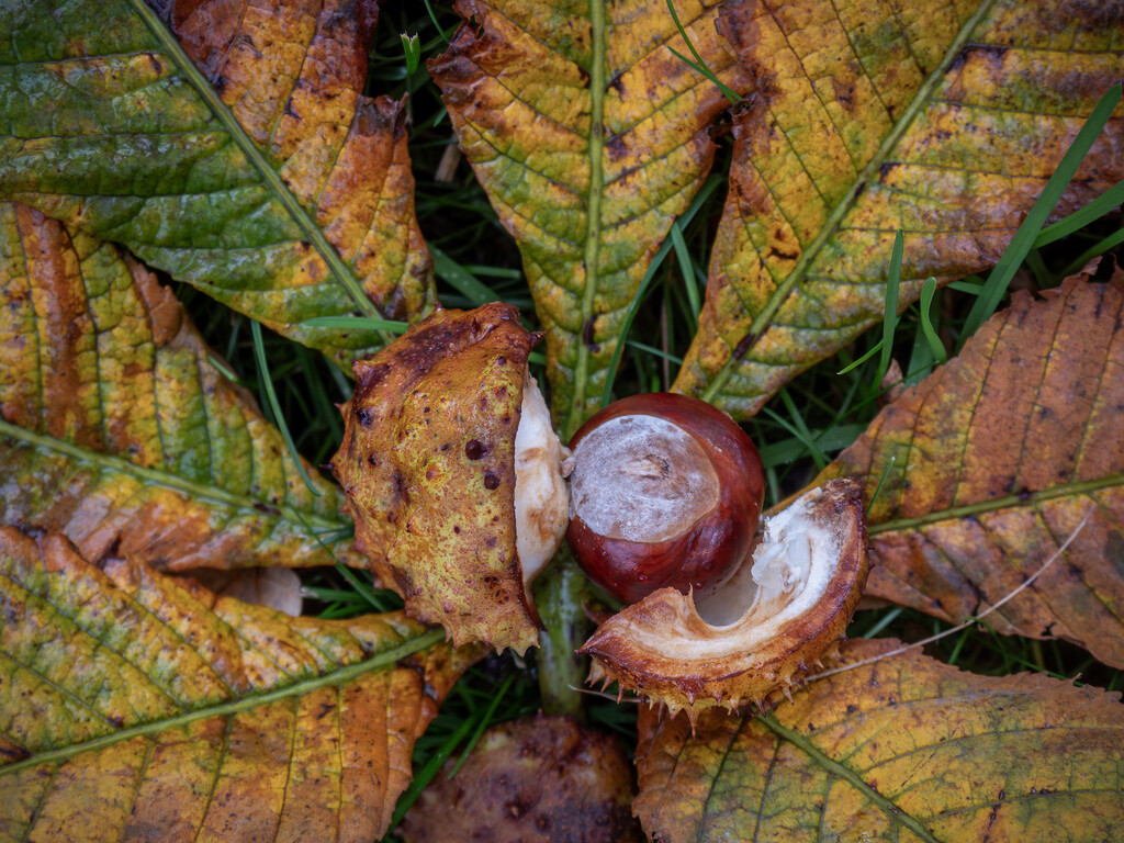 Chestnut still life by helstor365