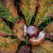 Chestnut still life