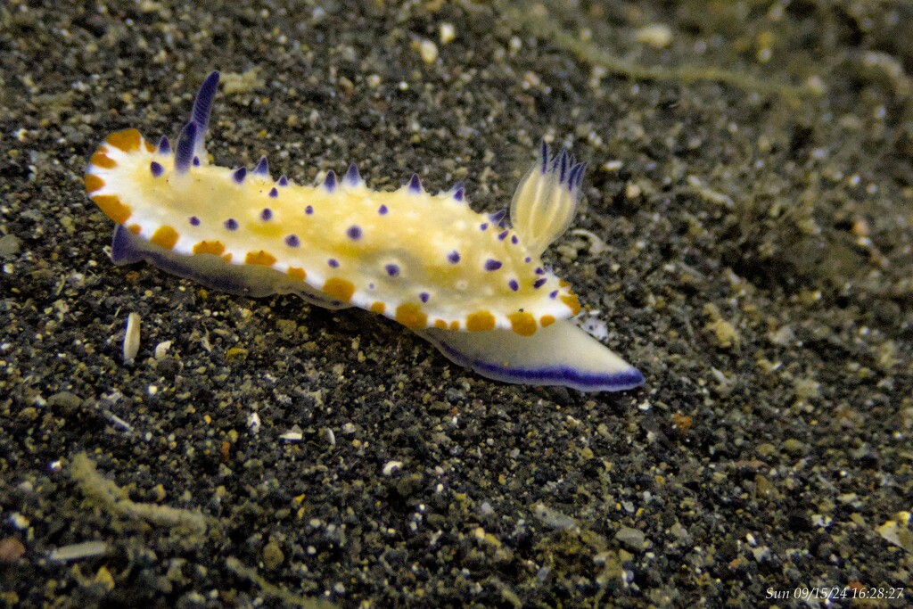 Nudibranch by wh2021