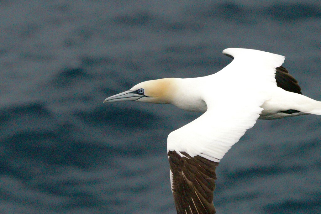 GANNET by markp