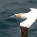 GANNET