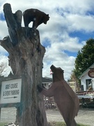 22nd Oct 2024 - Roadside Bears