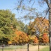 Trees in Autumn