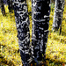 The Character of an Aspen