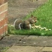 Lunchtime for this squirrel 