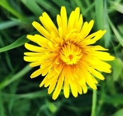 28th Mar 2024 - Dandelion 