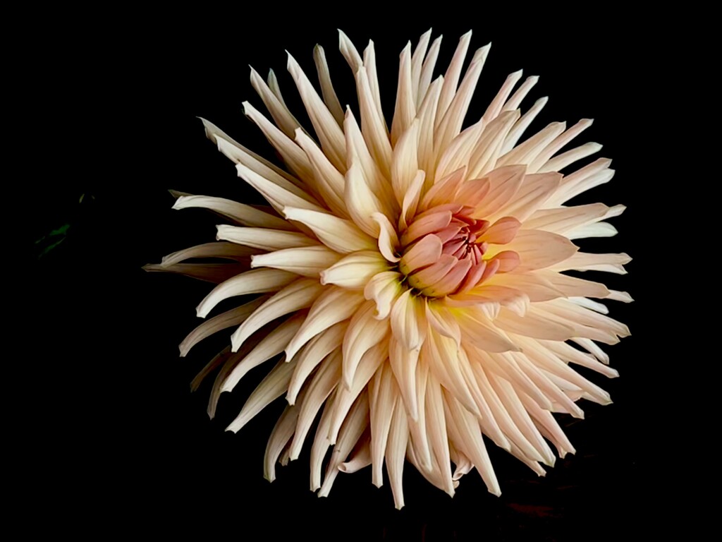 Dahlia by phil_sandford