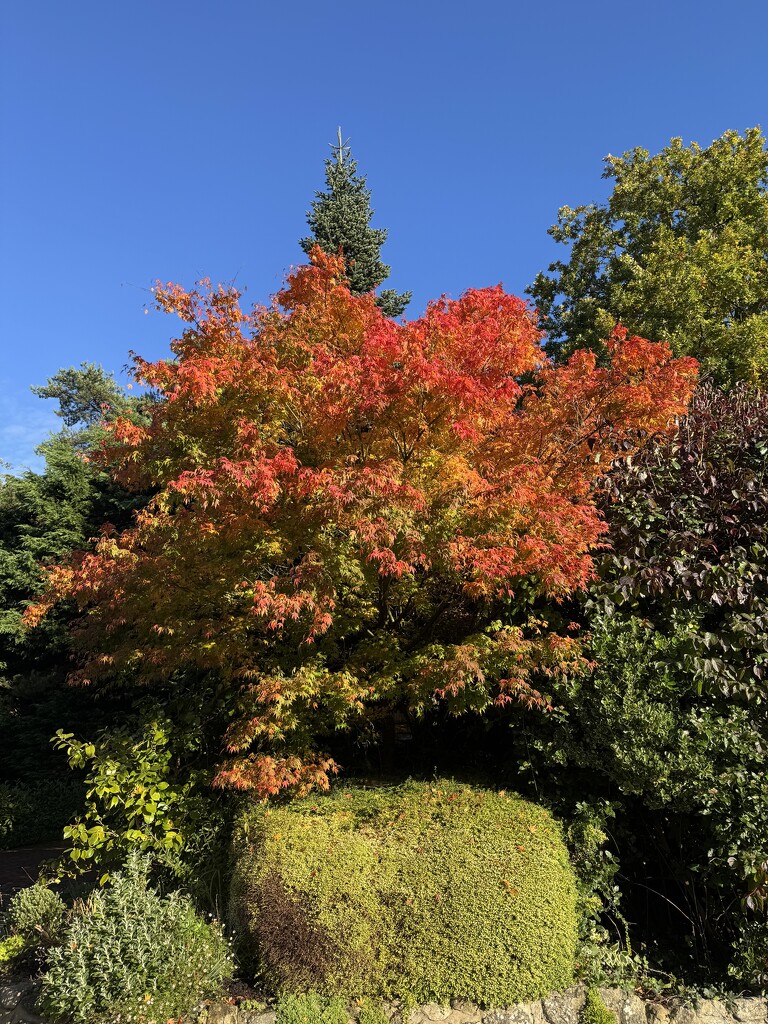 Autumn colours by jeremyccc