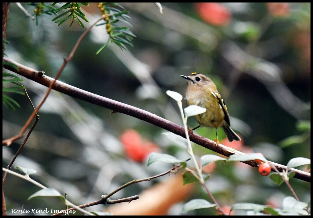 Goldcrest at RSPB by rosiekind