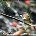 Goldcrest at RSPB