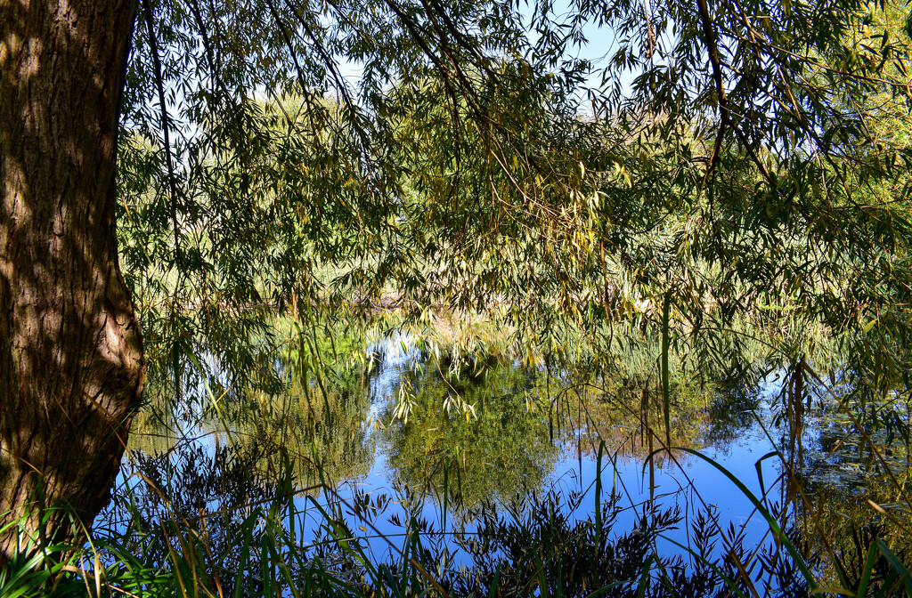 At the pond by tiaj1402