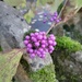 Beauty berry 