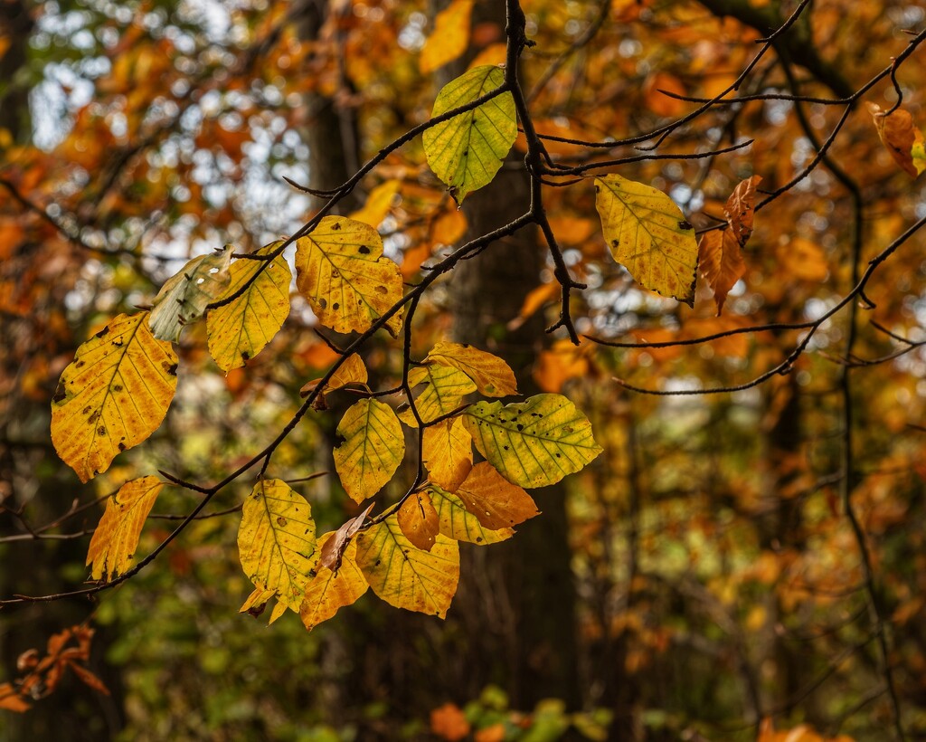 More autumn colours….. by billdavidson