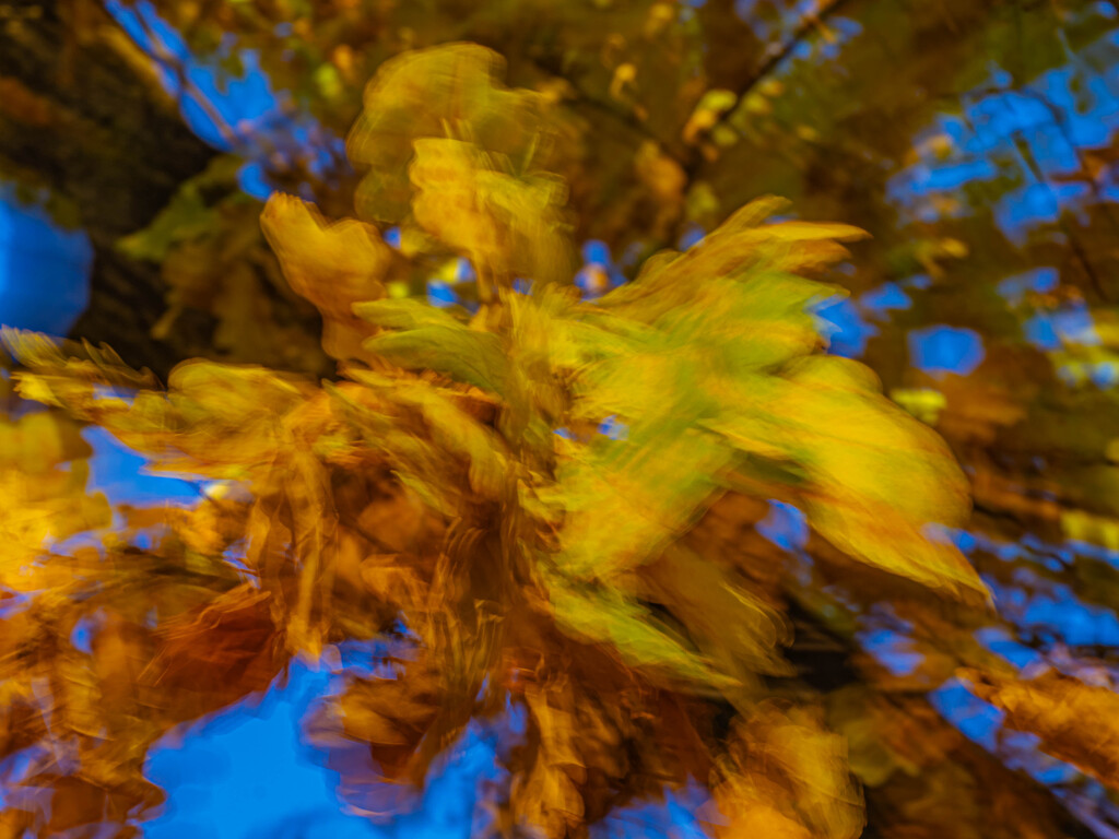 The wind in the oak leaves. by haskar