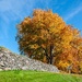 Autumn trees