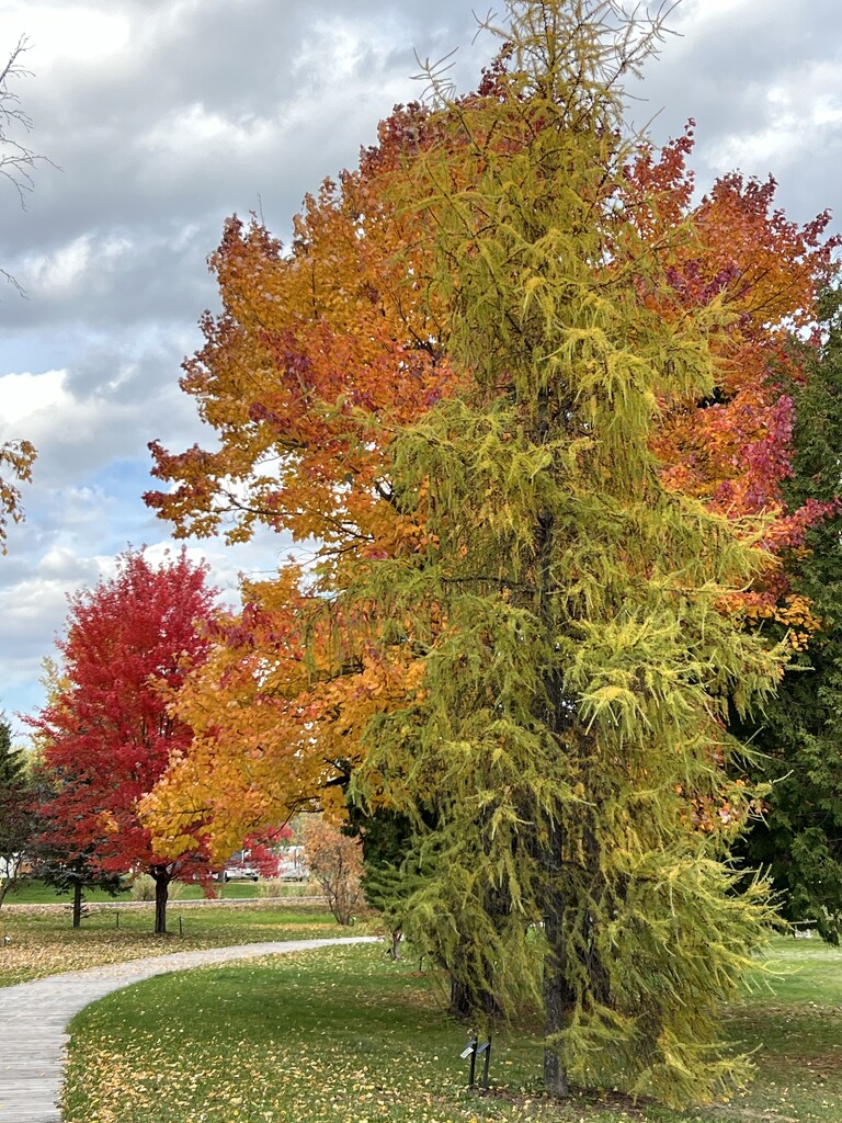 Fall colours  by radiogirl