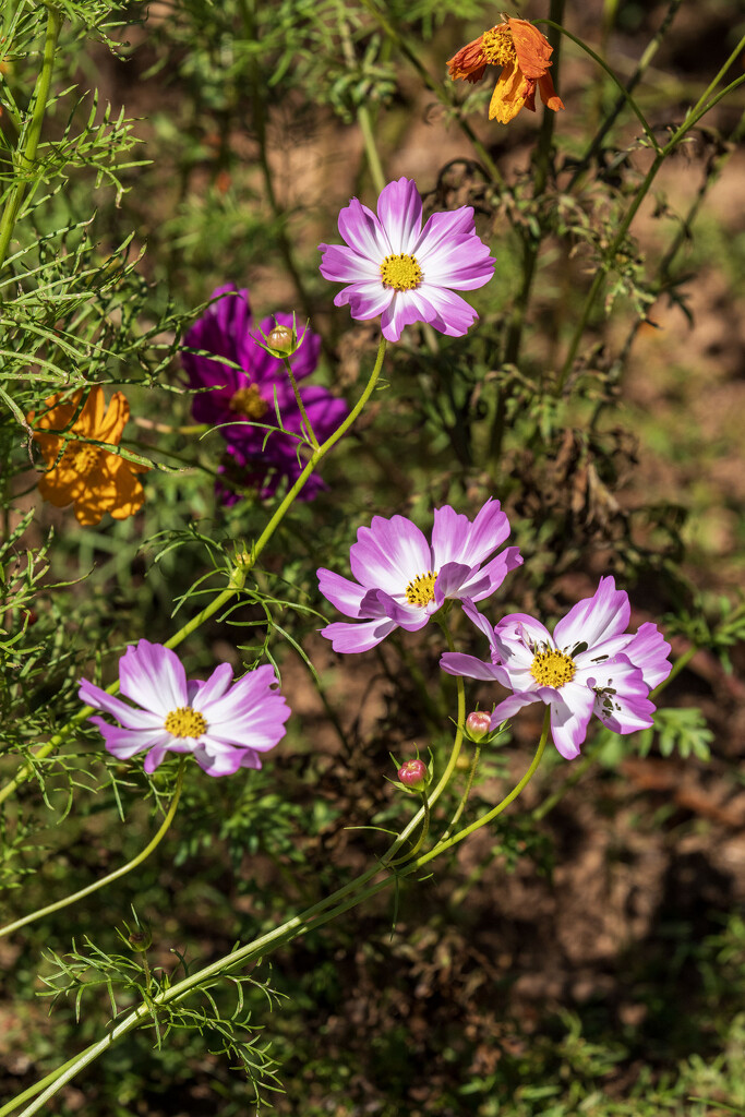 Cosmos by kvphoto