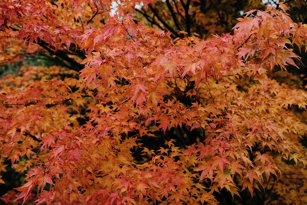 japanese maple by kametty