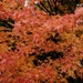 japanese maple