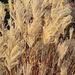 Silver grass