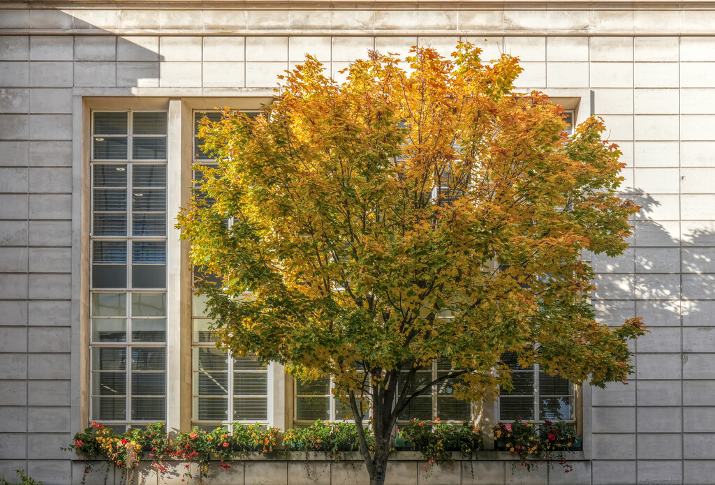 Autumn in the City  by phil_howcroft